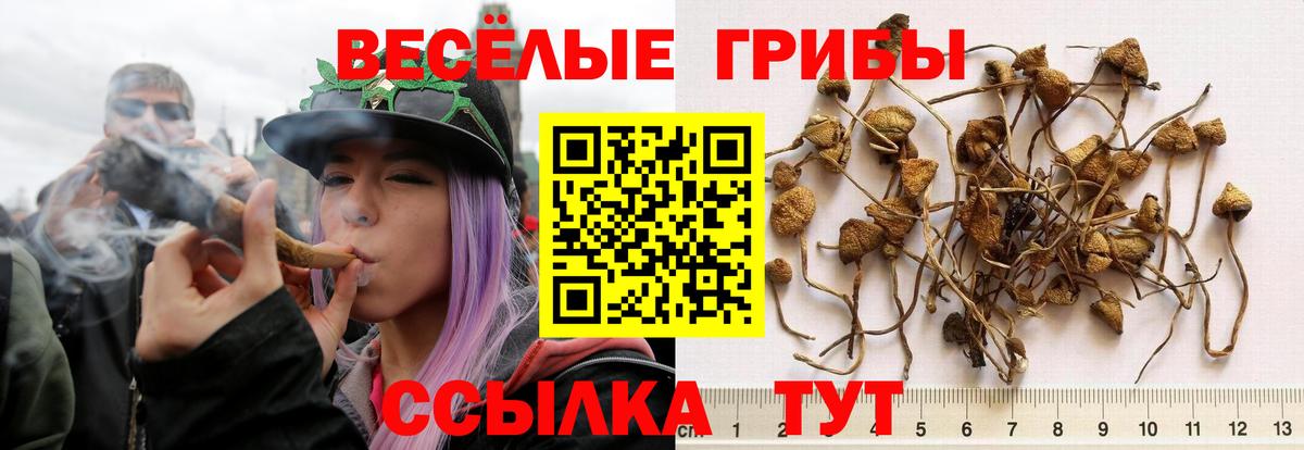 Псилоцибиновые грибы Psilocybine cubensis Нальчик